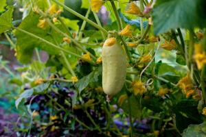 uno bianca genere angelo cetriolo su un' letto tra giallo fiori. ibrido varietà di cetrioli nel il giardino. foto