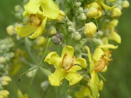 verbasco, verbasco, velluto pianta, giallo fiori foto