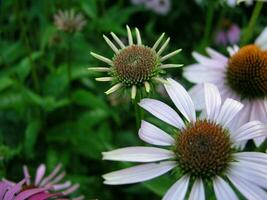 gocce di pioggia su il suggerimenti di il petali echinacea. echinacea fiore avvicinamento su un' sfondo di selvaggio fiori e il cielo. grande giardino margherita nel il centro per il sfondo su il Telefono schermo o tenere sotto controllo foto