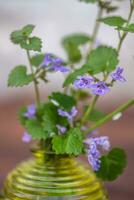 glecoma ederacea, edera terrestre, branchie sul terreno, strisciante Charlie, zoccolo, e pettirosso in fuga, strisciante Jenny. medicinale, etereo, commestibile, portatrice di miele, velenoso pianta foto