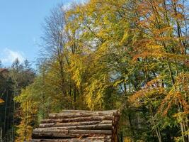 il teutoburgo foresta nel Germania foto