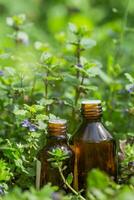 Due farmaceutico medicina bottiglie a partire dal glecoma ederacea, nepeta ederacea, edera terrestre, piede di gatto, campo balsamo, e pettirosso in fuga, strisciante jenny Il prossimo per un' mazzo su verde sfondo. preparazione di medicinale impianti. pronto pozione di erba. foto