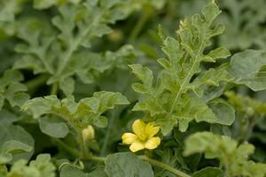 avvicinamento giallo anguria fiore su melone campo tra verde le foglie. anguria in crescita nel il giardino nel il villaggio. foto