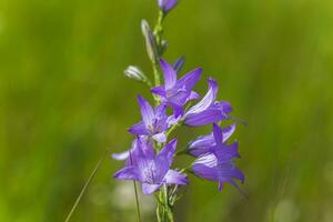 campanula rapunculoides, strisciante campanula, o rampion campanula. viola fiori e mini cuffie di un' campanula su campo. foto