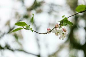 ape su un' fioritura Mela albero foto