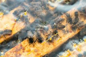 ispezione di ape famiglie su apiario nel primavera nel freddo tempo atmosferico. api sotto film, su telaio nel nido. apicoltura concetto foto