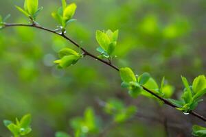 ramo con bellissimo giovane verde le foglie nel sfondo di di sole raggi. sfocato verde sfondo. un' naturale primavera scena con copia spazio. spiraea X vanhouttei, bridal ghirlanda, vanhoutte spirea. foto