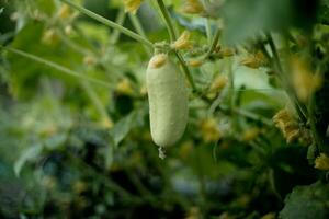 uno bianca genere angelo cetriolo su un' letto tra giallo fiori. foto