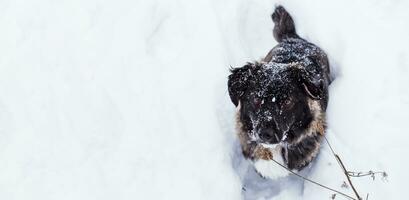 nero cane seduta nel il neve con i fiocchi di neve su sua naso foto