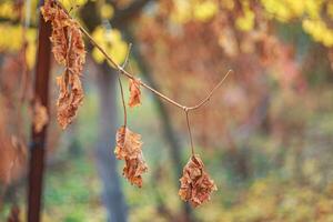 vite dopo il primo brina. vino rosso uva per ghiaccio vino nel secco oscurato giallo le foglie di uva nel autunno dopo il primo freddo tempo atmosferico. foto