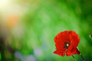 papaver rea, Comune, Mais, Fiandre, rosso papavero, Mais rosa, campo è fioritura pianta papavero famiglia papaveracee. api raccogliere polline a partire dal papaver rhoeas. miele impianti Ucraina. foto