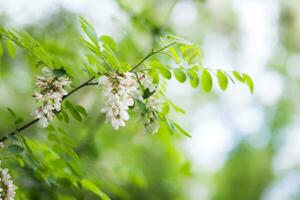 bianca fiori albero acacia. fioritura cluster di acacia. miele primavera pianta. raccogliere nettare. pianta con salutare e delizioso Miele. foto