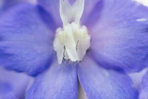 un' vicino su di un' viola fiore con bianca petali foto