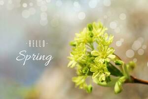 giallo acero fiori. primavera sfondo con il iscrizione Ciao primavera bokeh foto