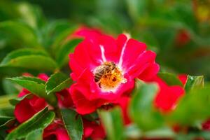 ape su bianca rosa. ape vicino il pistillo rosa. raccogliere polline a partire dal giardino Rose. foto