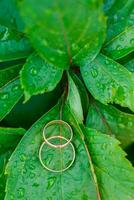 Due nozze anelli menzogna su le foglie di selvaggio uva. il verde backgr foto