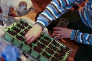 il ragazzo impianti pianta semi nel monouso tazze. preparazione di piantine. foto