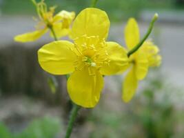 fiore celandine avvicinamento. terapeutico pianta di Ucraina. miele pianta con giallo fiori. foto