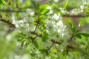 bianca fiori ciliegia albero. fiori ciliegia albero sbocciato. miele e medicinale impianti Ucraina. fioritura frutta alberi. foto