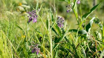 sinfito officinale, altro specie di sinfito, consolida su prato. morbido messa a fuoco foto