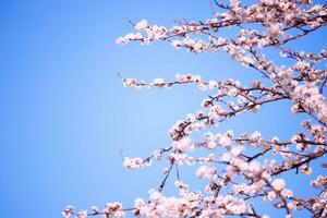 rami di ciliegia con bianca fiori su soleggiato giorno su blu cielo sfondo nel primavera volta. foto