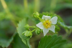 bellissimo bianca fragola fiore nel il giardino. il primo Ritaglia di fragole nel il presto estate. naturale sfondo. foto