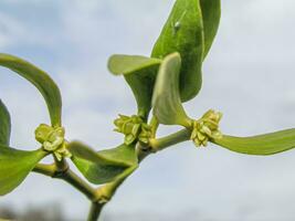 viscum verde fiori con le foglie . fioritura vischio su rami nel primavera all'aperto. collezione di medicinale impianti durante fioritura nel estate e primavera. medicinale erbe aromatiche. automedicazione. foto