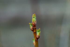 Josta giovane spara su un' ramo. fioritura mini cuffie nel presto primavera. foto