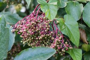 Sambucus nero di bacche di sambuco in un cespuglio di sambuco foto