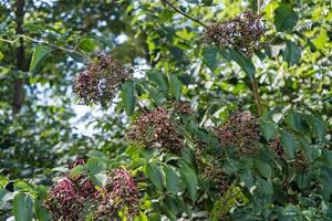 Sambucus nero di bacche di sambuco in un cespuglio di sambuco foto