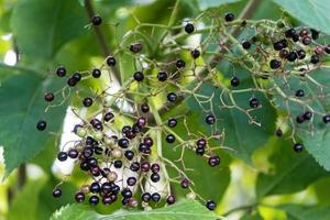 Sambucus nero di bacche di sambuco in un cespuglio di sambuco foto