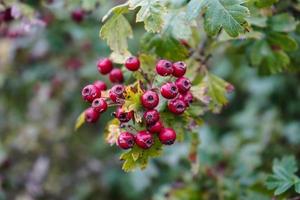 bacche rosse dell'albero del crataegus foto