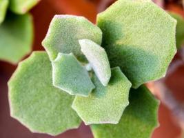 foglie verdi nebbiose della pianta succulenta kalanchoe milliot foto