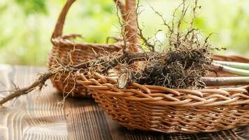 valeriana radici avvicinamento. collezione e raccolta di pianta parti per uso nel tradizionale e alternativa medicina come un' sedativo e tranquillizzante. ingredienti per il preparazione di erbaceo medicinali. foto