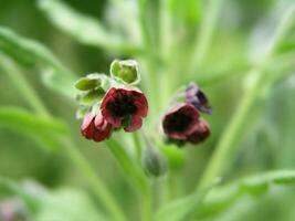 cinoglosso officinale boraginaceae, lingua di segugio fiore. foto