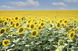 bellissimi girasoli nel campo, sfondo naturale. foto