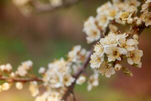 fiori di ciliegia prugna o mirabolano prunus cerasifera fioritura nel il primavera su il rami. foto