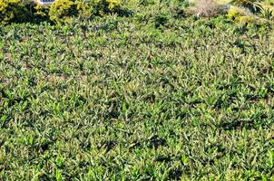 un aereo Visualizza di un' campo di verde impianti foto