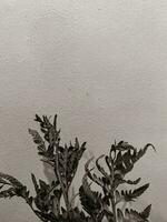 le foglie di impianti su un' parete sfondo, neutro luce, bianco e nero avvicinamento foto