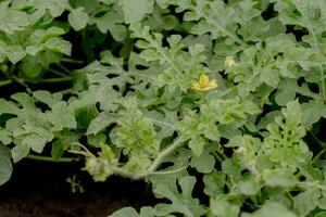 avvicinamento giallo anguria fiore su melone campo tra verde le foglie. anguria in crescita nel il giardino nel il villaggio. foto