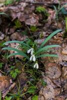 tre fiori di bucaneve su il stesso pianta. il primo fiori foto