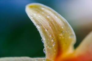 far cadere di pioggia su petalo di arancia lilio, vero gigli foto