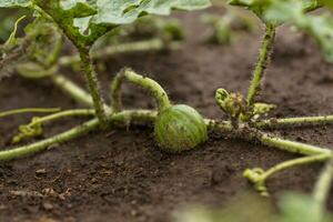 acerbo poco verde anguria su un' melone campo tra verde le foglie. anguria in crescita nel il giardino nel il villaggio. il coltivazione di meloni i campi è un' Ritaglia nel il giardino. foto