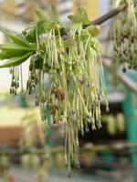 rosso fiori e verde le foglie giovane acero albero nel un' campo nel presto primavera nel un' multipiano edificio su il sfondo. raccogliere polline a partire dal fiori e mini cuffie. foto