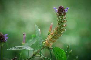 prunella volgare, autoguarigione, guarisci tutto, erba ferita, cuore della terra, del falegname erba, brownwort e blu riccioli viola fiore in crescita su il campo. miele e medicinale impianti nel Europa. droga impianti foto