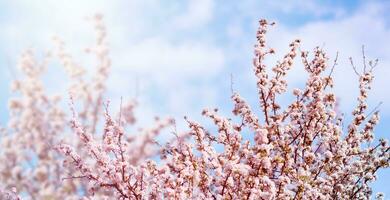 fioritura ciliegie su blu cielo sfondo nel primavera volta. primavera fotofono con rosa fiori su rami. foto