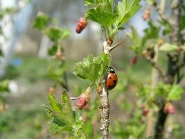 coccinella strisciando su il gambo di uva spina con giovane le foglie nel presto primavera. miele impianti Ucraina. raccogliere polline a partire dal fiori e mini cuffie. foto