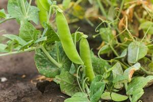 pisum sativum, pisello, giardino piselli nel il giardino. giovane pisello germogli. pisello baccello su cespuglio avvicinamento. vegetariano cibo. foto