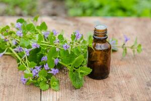 farmaceutico bottiglia di medicina a partire dal glecoma ederacea, nepeta ederacea, edera terrestre, piede di gatto, campo balsamo, e pettirosso in fuga, strisciante jenny Il prossimo per un' mazzo su verde sfondo. preparazione di medicinale impianti. pronto pozione di erba. etnoscienza. foto