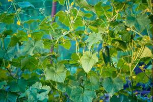 uno verde maturo cetriolo su un' cespuglio tra il le foglie. cetriolo su il sfondo di il giardino. foto